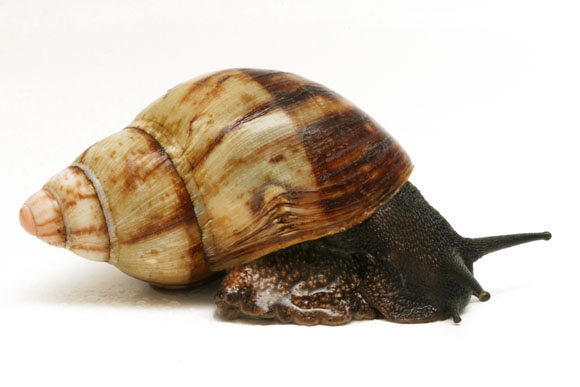 Archachatina marginata ssp. 3 Cameroon